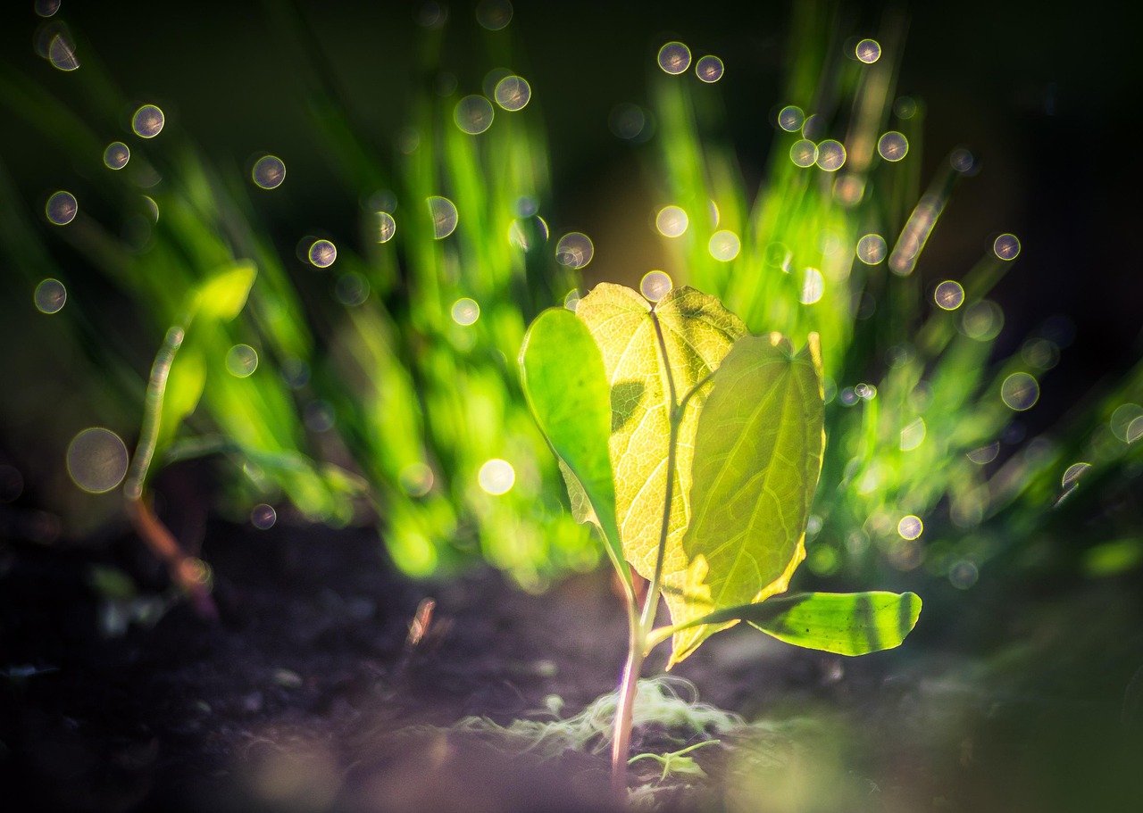 seedling, life, spring, plant, grow, wake up, clone, tree, growth, green, light, bokeh, nature, natural, leaf, environment, pearl, beautiful, closeup, seedling, seedling, seedling, seedling, seedling